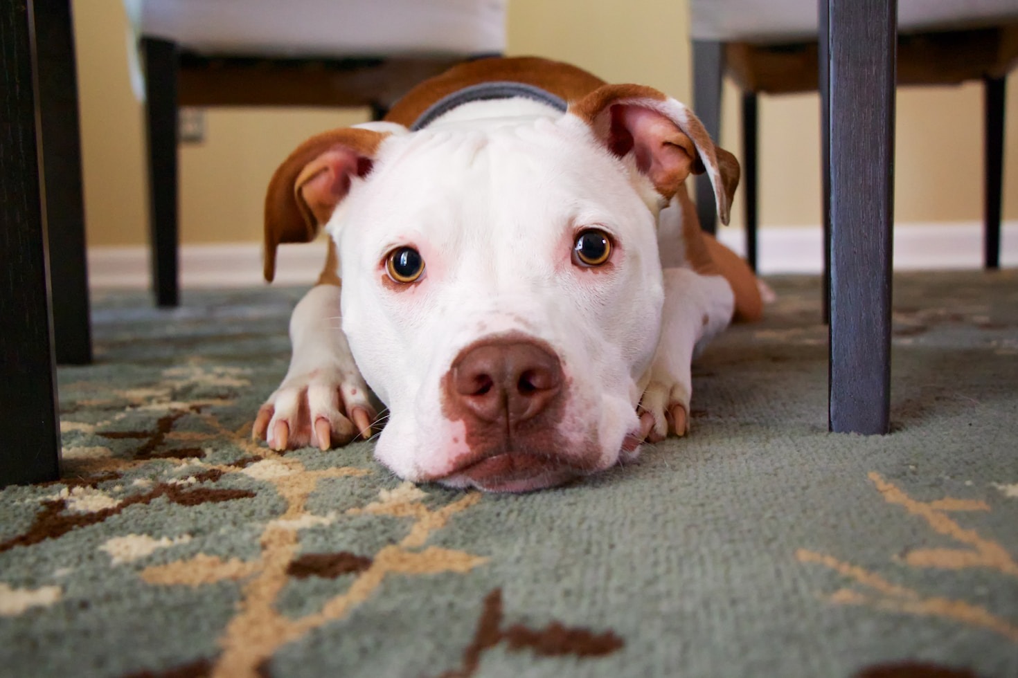 How PetsConnect! is Changing Pet Adoption