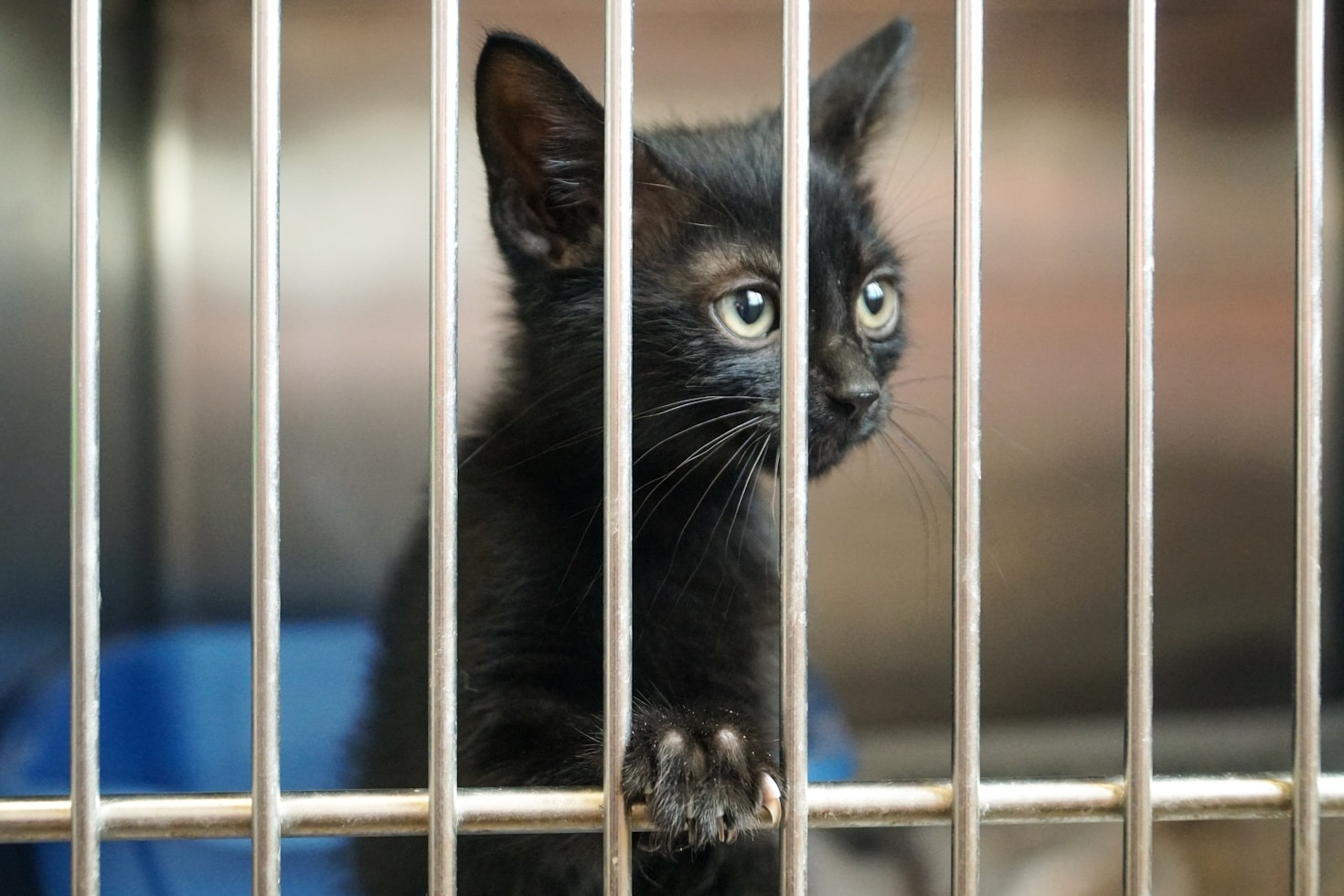 The Benefits of Adopting Shelter Animals