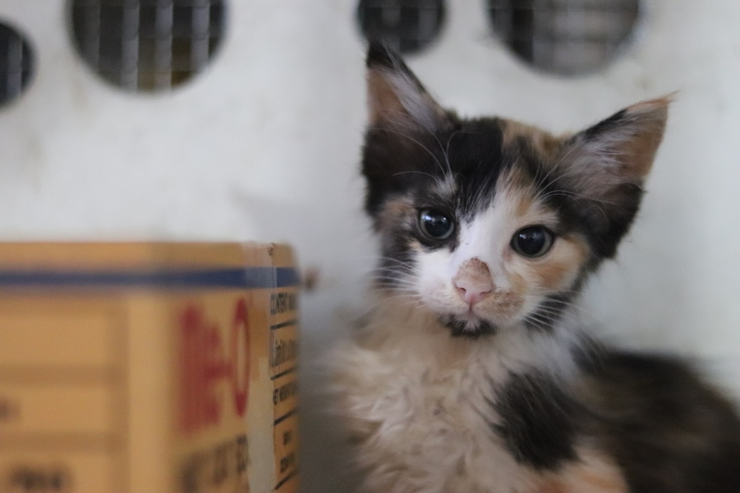 Tips for Preparing Your Home for a New Pet