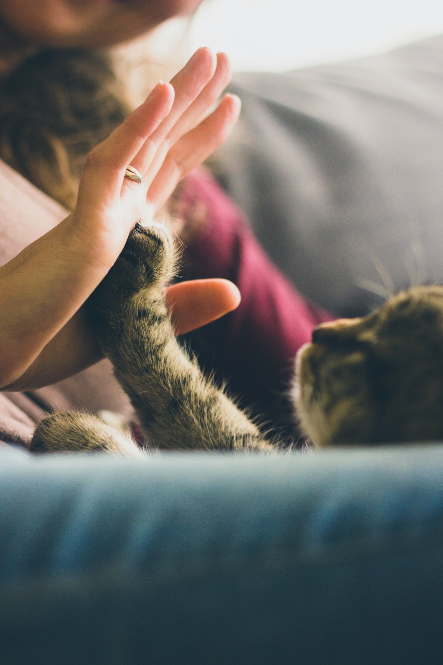 Why Fostering Pets Makes a Difference